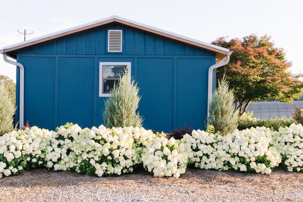 Hydrangea- Little Hottie