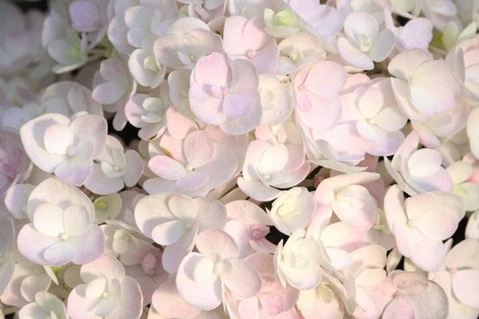 Hydrangea- Blushing Bride White Zone 5 : 2 Gallon