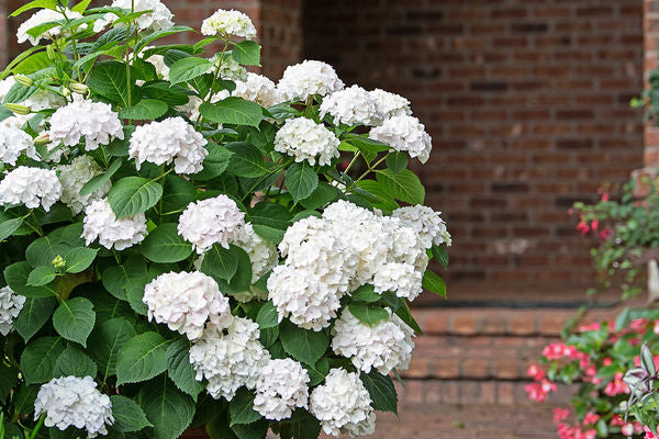 Hydrangea- Blushing Bride White Zone 5 : 2 Gallon