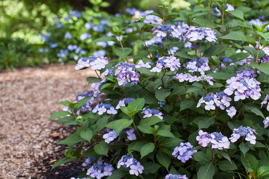 Hydrangea- Twist-n-Shout- Pink Blue : 2 gallon