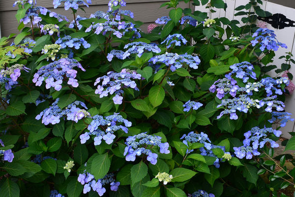 Hydrangea- Twist-n-Shout- Pink Blue : 2 gallon