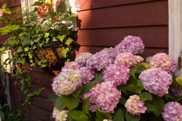 Hydrangea- Endless Summer -Pink to Blue : 2 Gallon