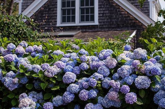 Hydrangea- Endless Summer -Pink to Blue : 2 Gallon