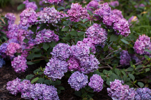 Hydrangea- Bloom Struck-Pink/Blu/Pur : 2 Gallon