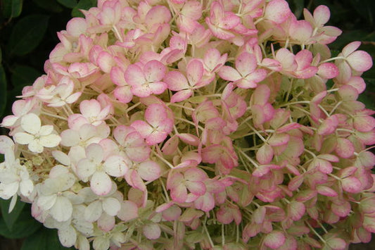 Hydrangea- Bobo Hydrangea