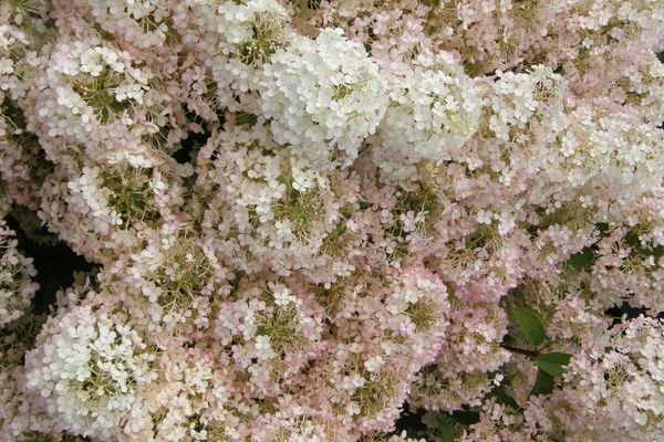 Hydrangea- Bobo Hydrangea