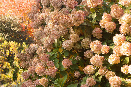 Hydrangea- Limelight Hydrangea