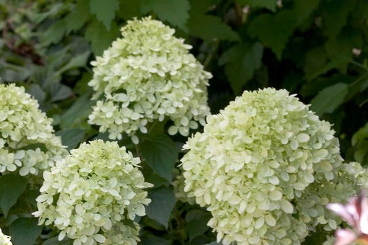 Hydrangea- Little Lime