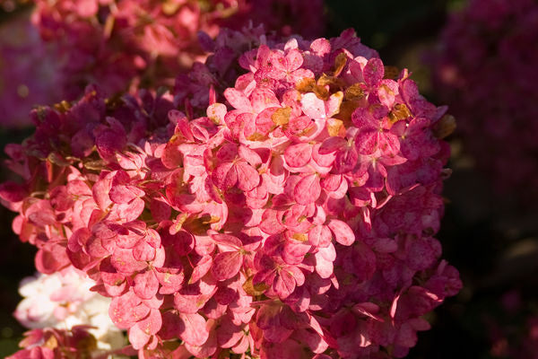 Hydrangea- Vanilla Strawberry Hydrangea Tree Form