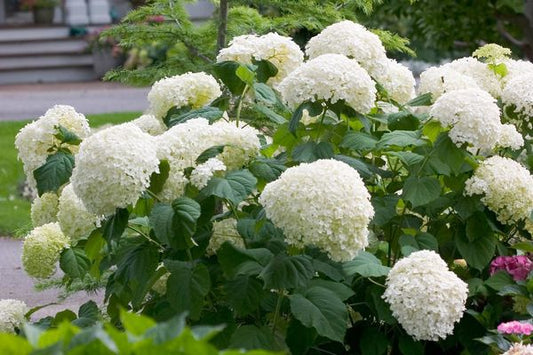 Hydrangea- Incrediball Hydrangea-White : 2 Gallon