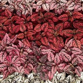 Hypoestes- 4 Packs