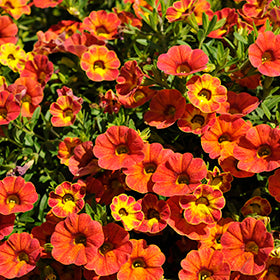 Calibrachoa-Rainbow Tiger Tail-4.5" Fancy