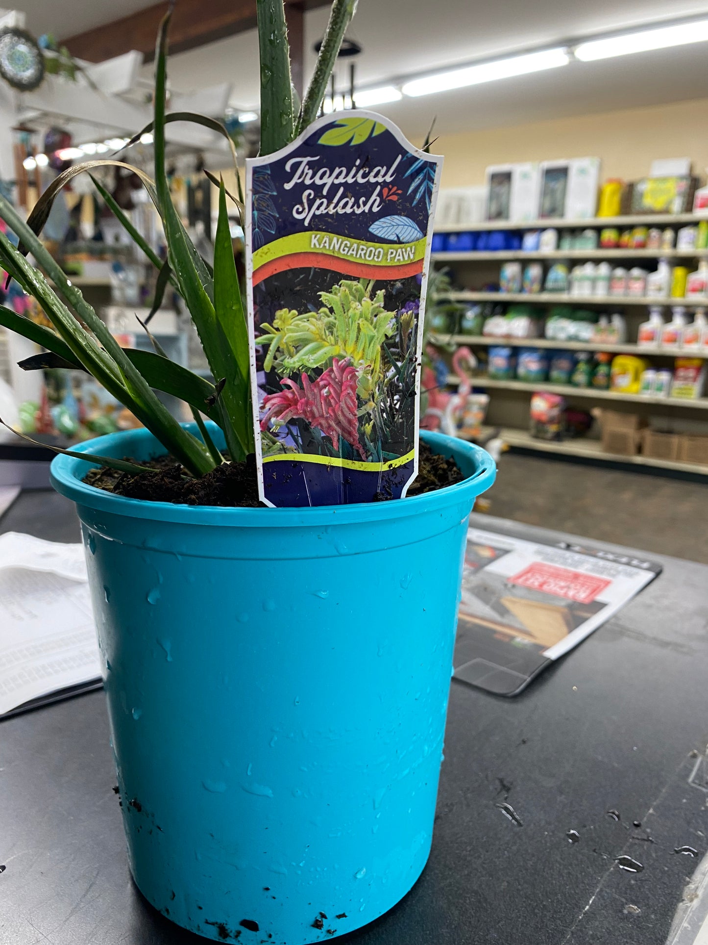 Blue Pot Large Tropical