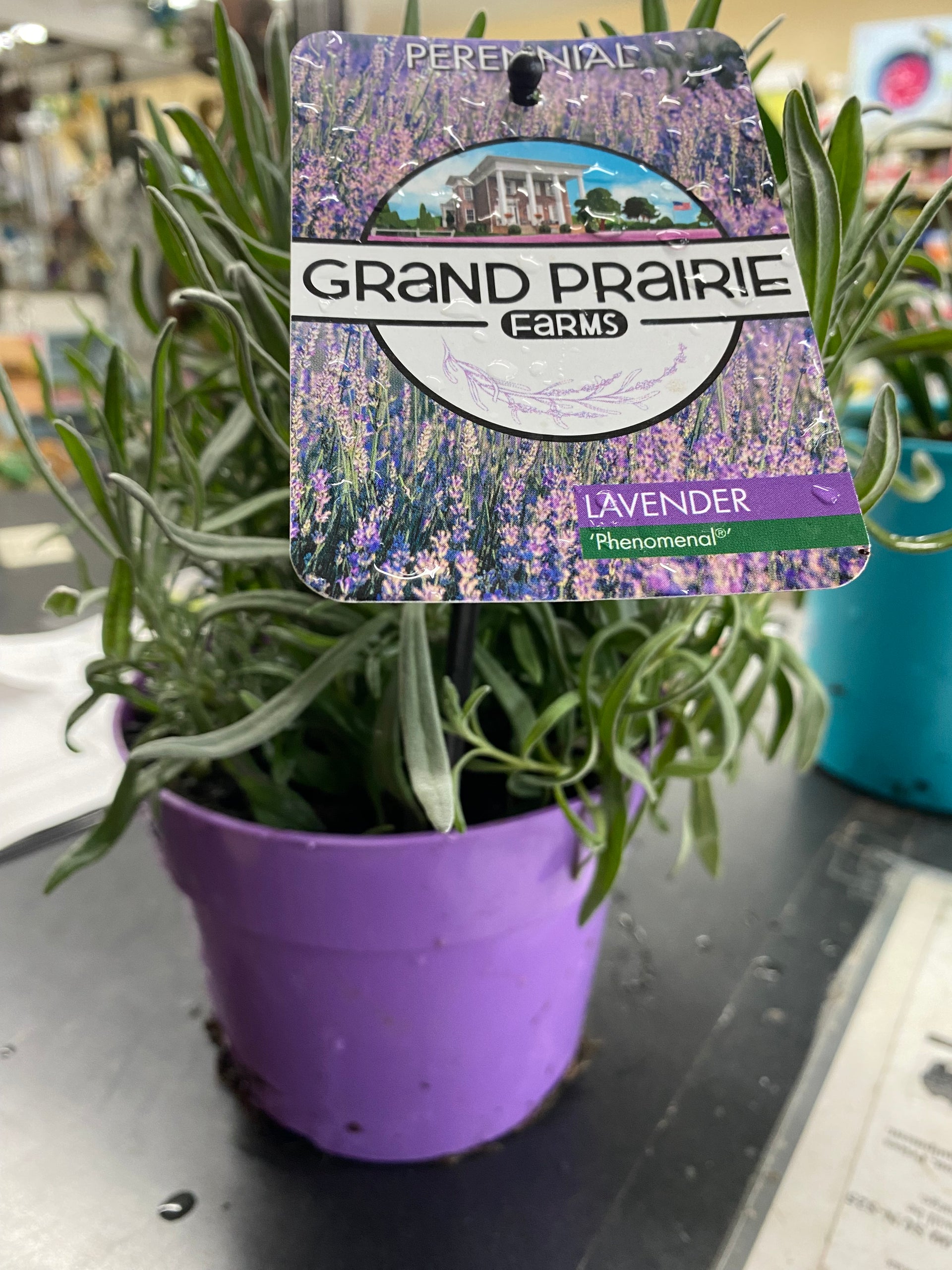 Purple Pot Large Lavender – Rock Gardens