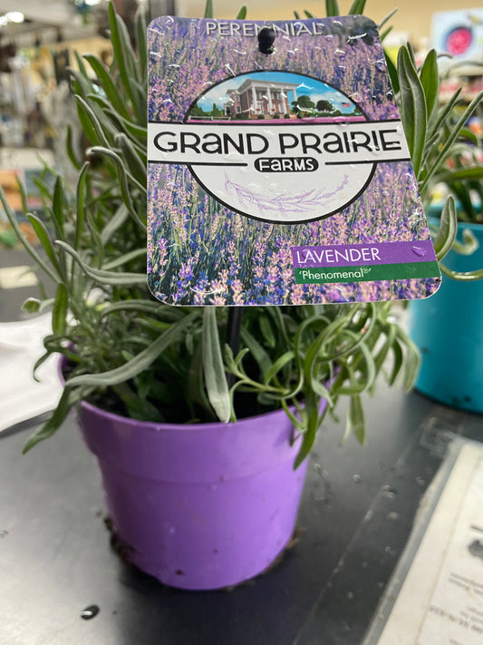 Purple Pot Large Lavender