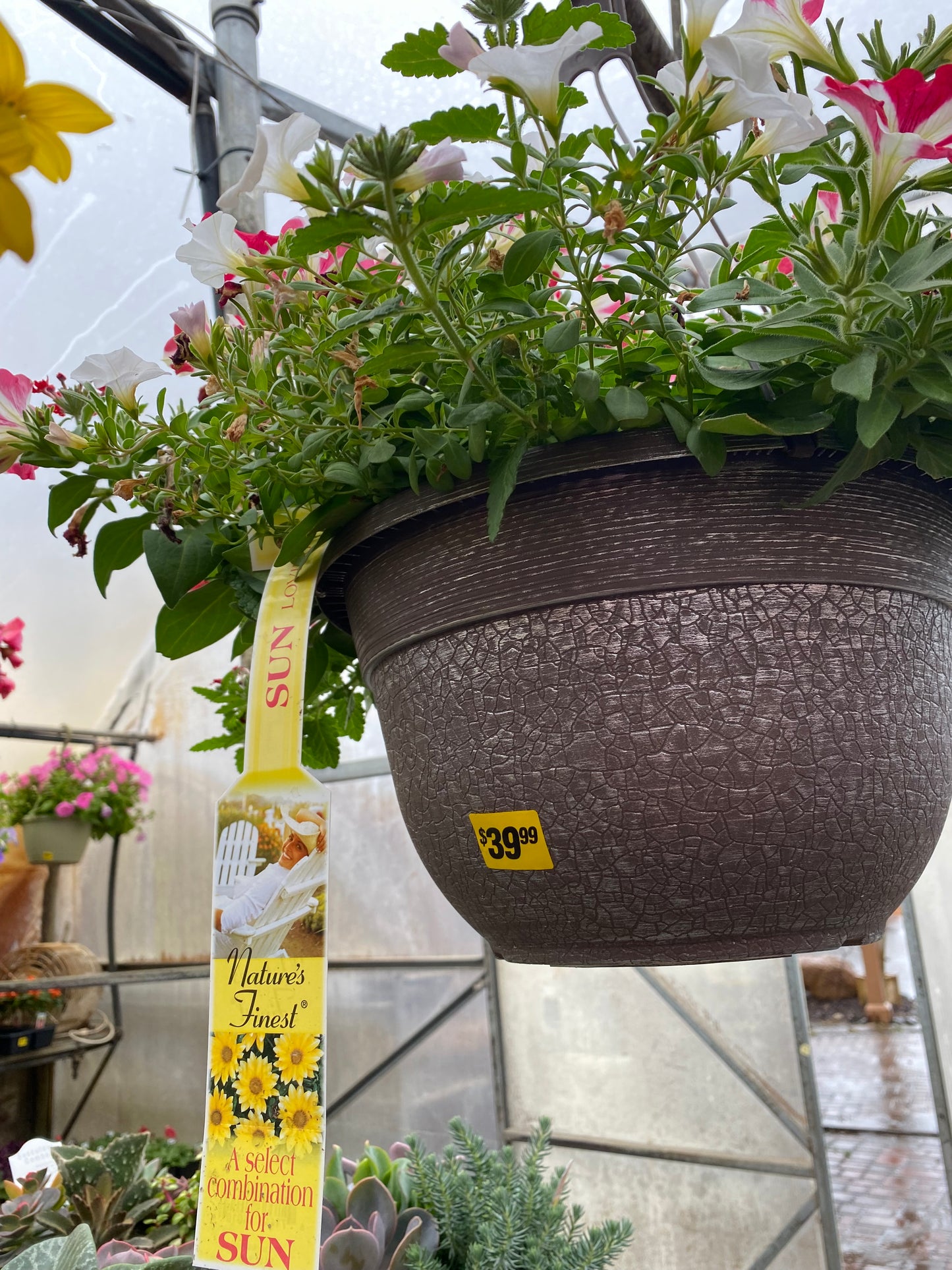 12" Combo Hanging Basket