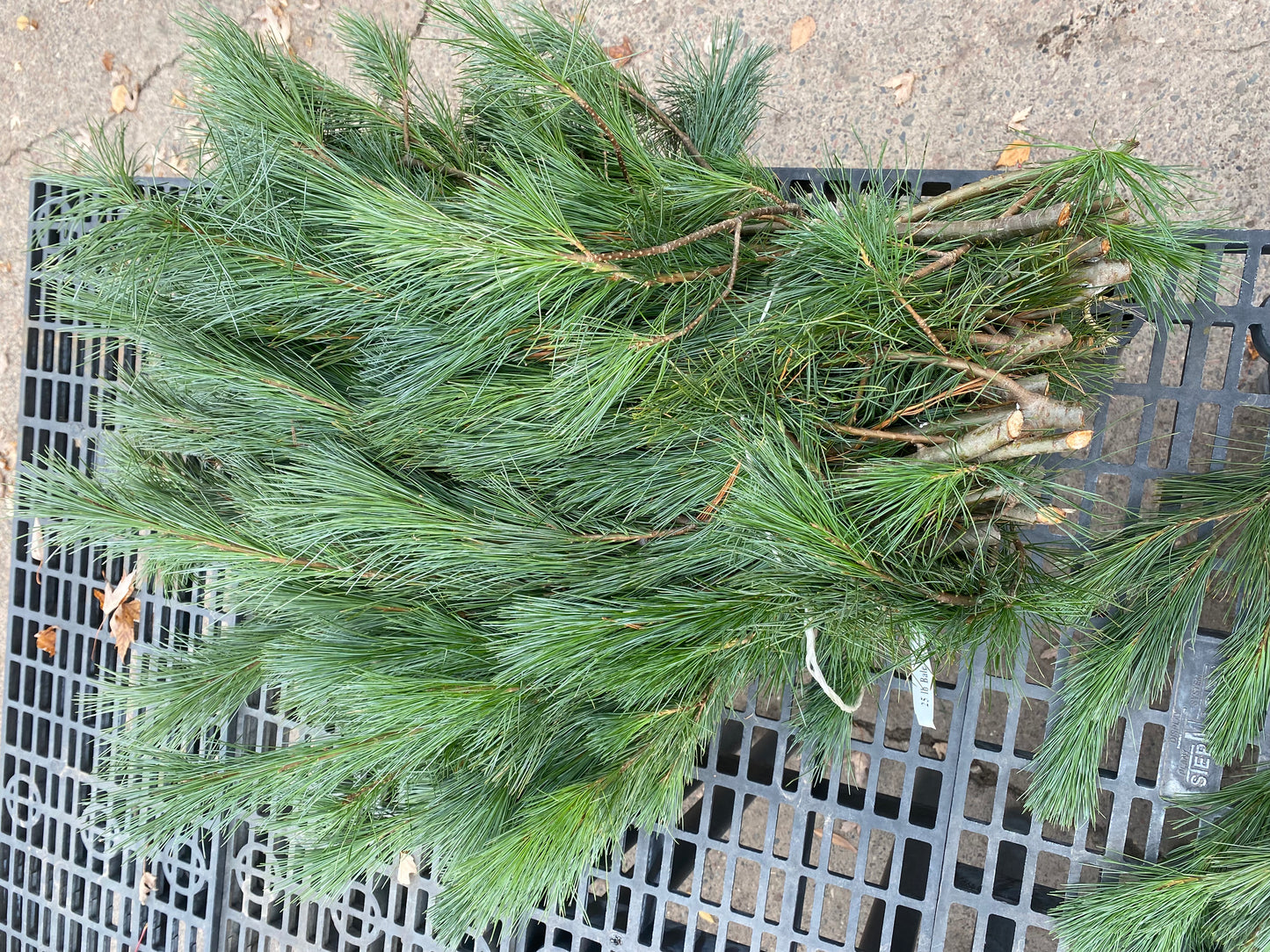 Princess Pine Bundle