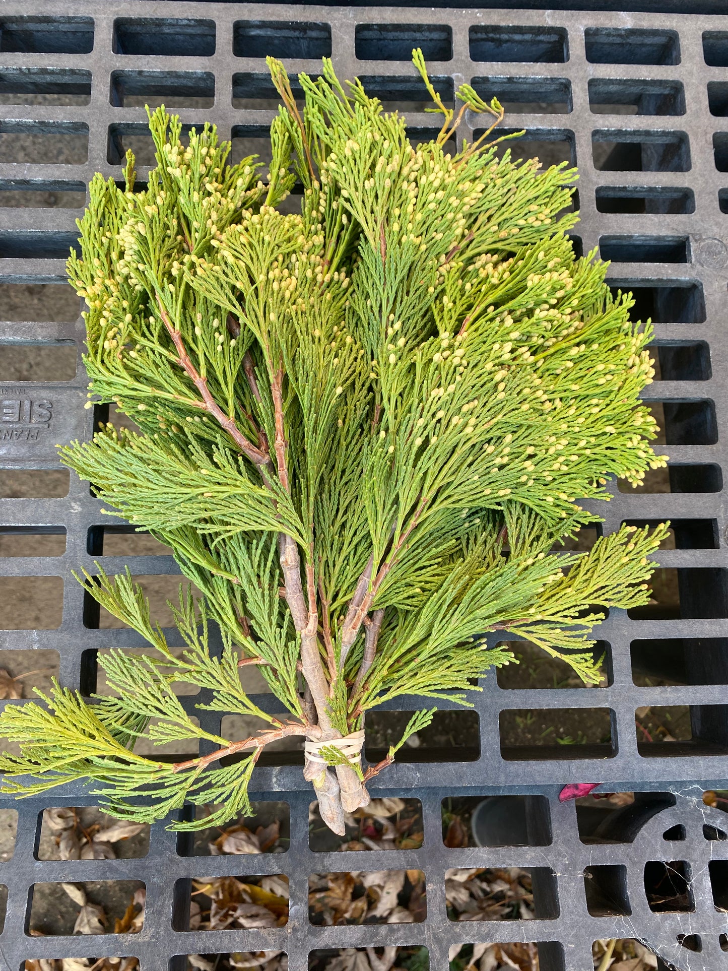 Incense Cedar Bough