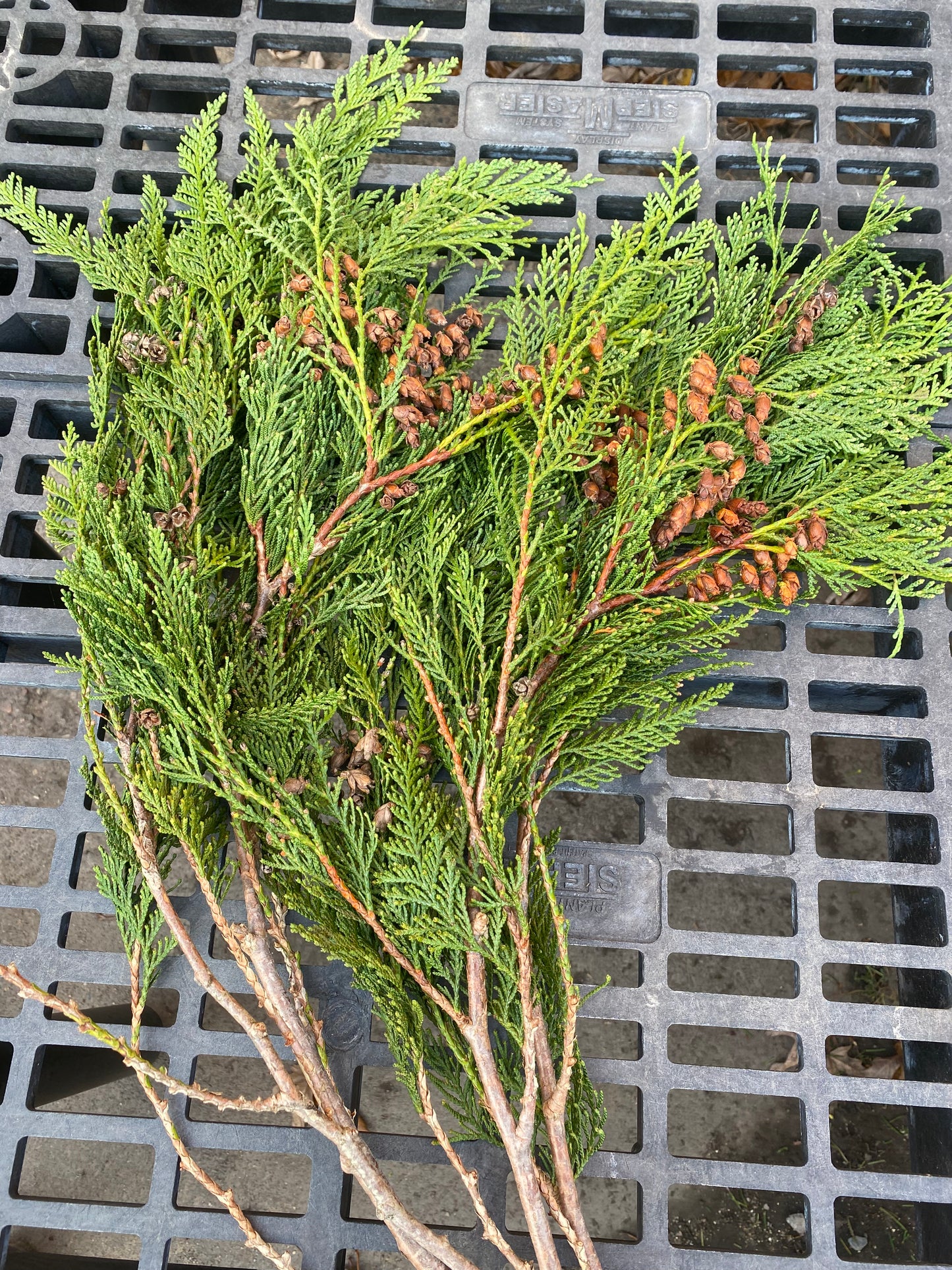 Coned Cedar Boughs