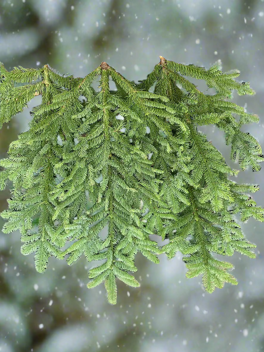 Noble Fir boughs