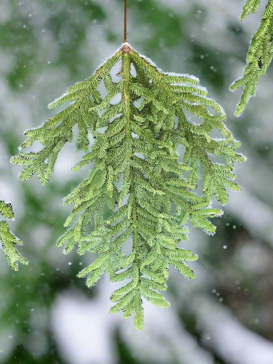 Noble Fir boughs