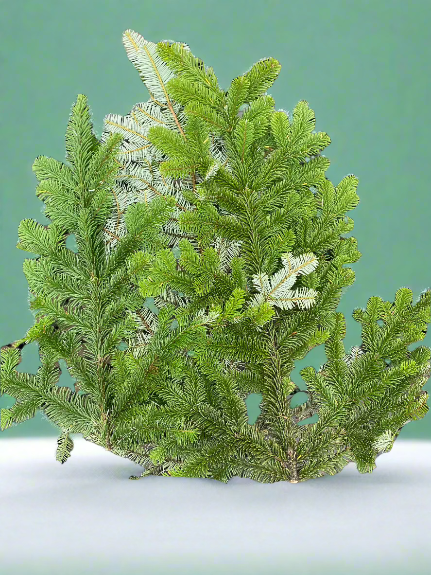 Silver Fir Boughs