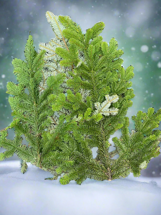 Silver Fir Boughs