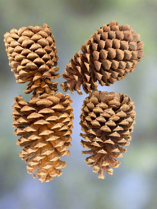 Jeffrey Pinecones