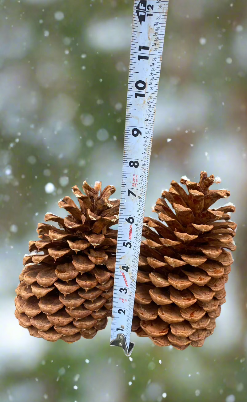 Jeffrey Pinecones