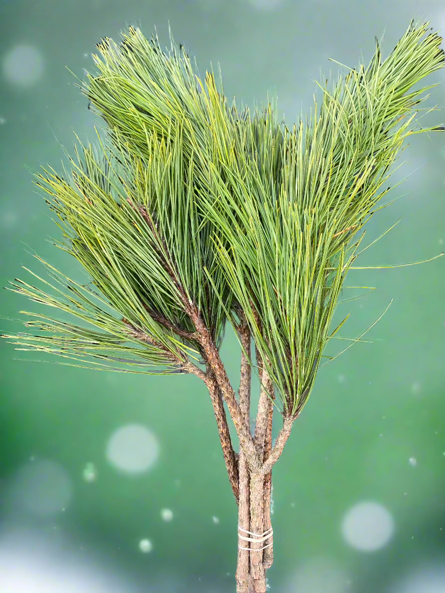 Red Pine Boughs