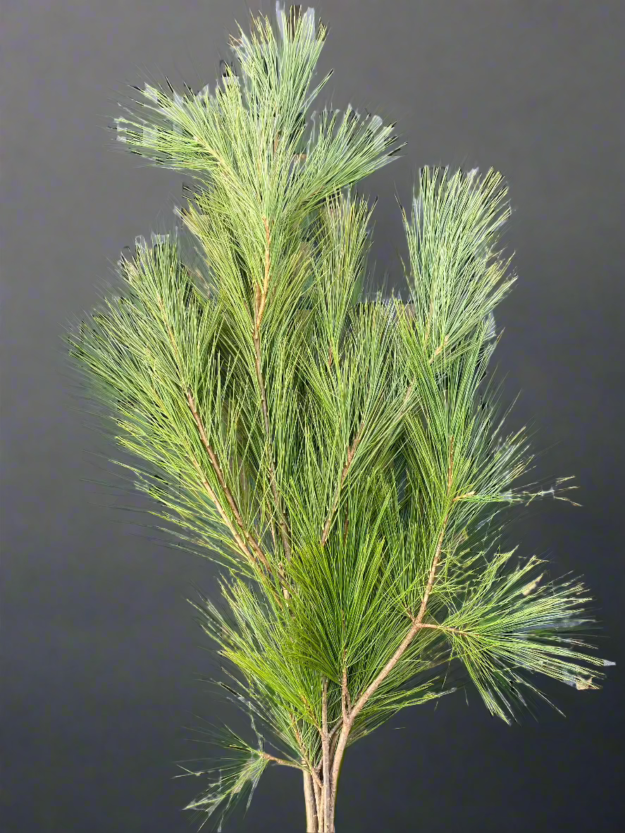 White Pine Bough