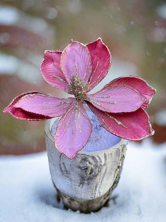 Hot Pink Poinsettia