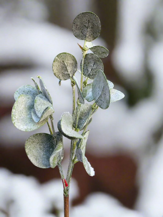 Frosted Eucalyptus