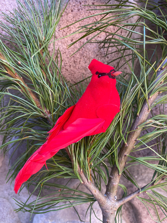 Red Cardinal