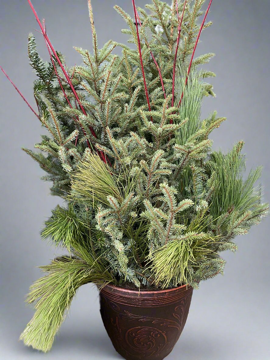 Spruce Pot 11"