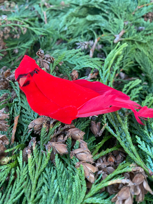 Red Cardinal clip