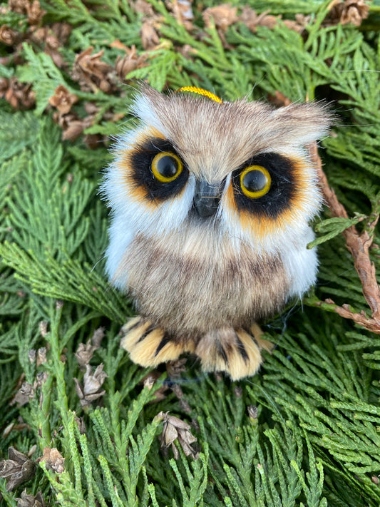 Owl Woodland