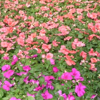 Impatiens- 4 Packs