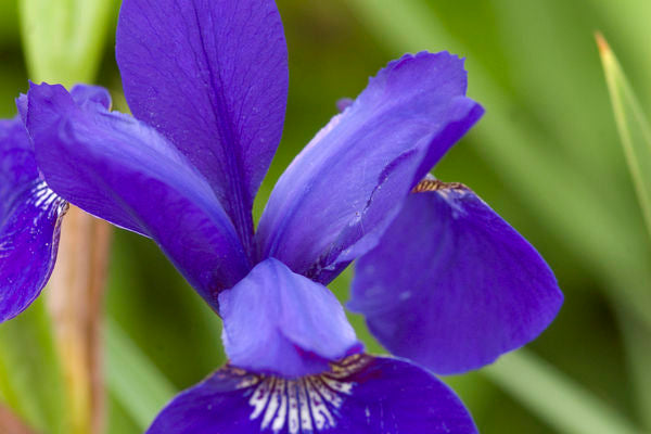 Siberian Iris- Caesar's Brother -violet/blue