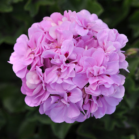 Precision Lavender Blue- 4.5" Fancy