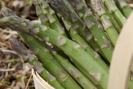 Jersey Knight Asparagus