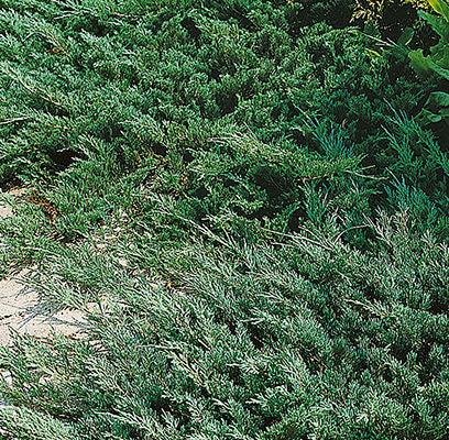 Andorra Compact Juniper