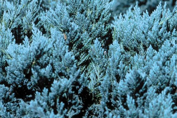 Blue Chip Juniper