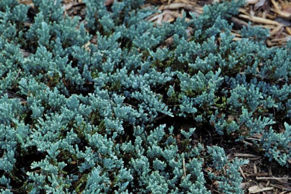 Blue Prince Juniper
