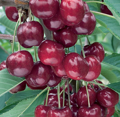 Lapin Cherry