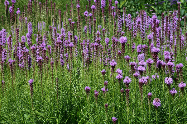 Liatris- Gayfeather-Purple