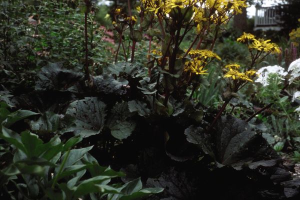 Othello Ligularia