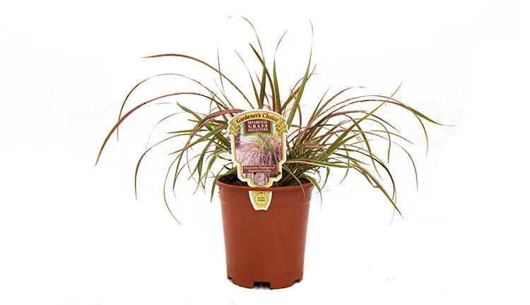 Purple Fountain Grass- 5" Ornamental Grasses