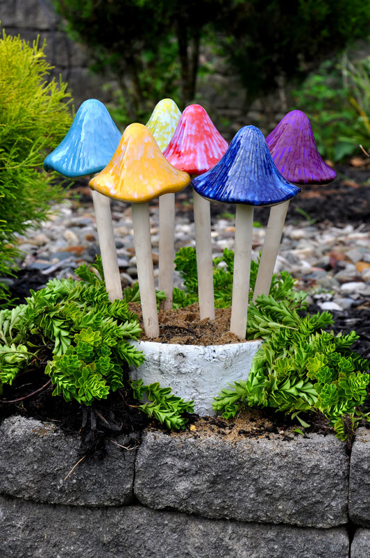 Sun Drenched Mushroom, Grande