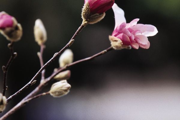 Magnolia- Leonard Messel Magnolia 6'